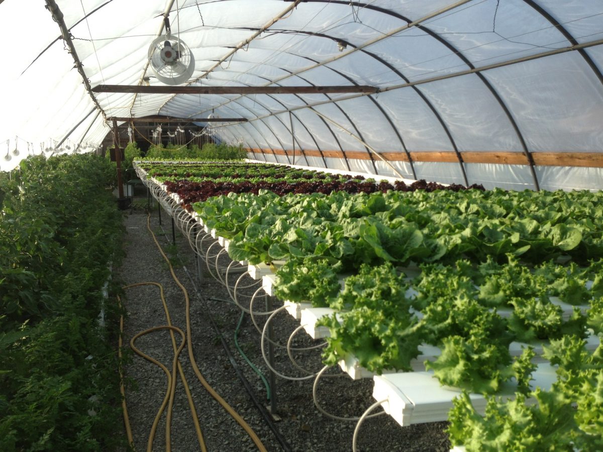 YARNICK'S FARM Farmlind Produce