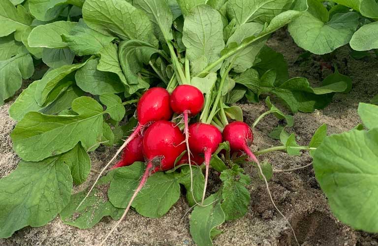 Farmlind Produce - radishes